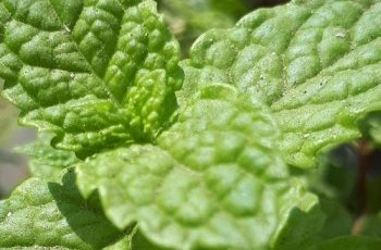 Bissap & Menthe, tout en douceur
