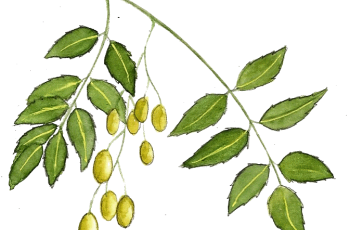 Engrais naturel