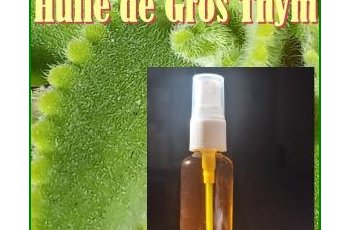 Huile de Gros Thym